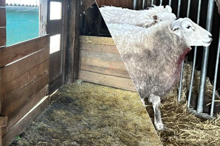 Wolf richtet Blutbad in Schafstall an