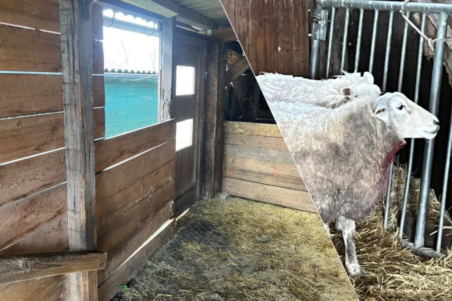 Durch diese Öffnung muss der Wolf in den Stall gelangt sein. Auch zu sehen eines der verletzten Schafe, dass noch Blut am Fell vom Kehlbiss des Wolfes hat. (Fotos: © Feuerwehr Sande)