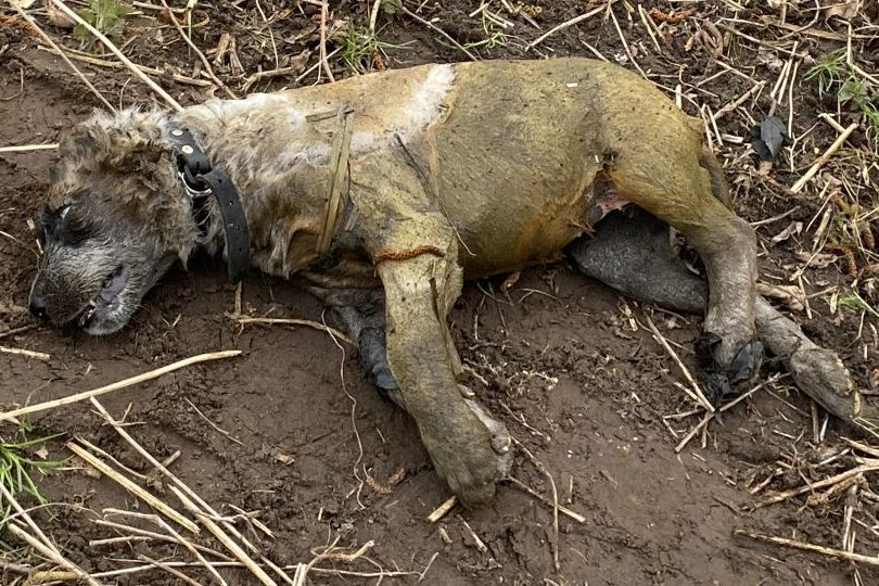 Jäger finden toten Hundewelpen in einem Teich bei Stralsund