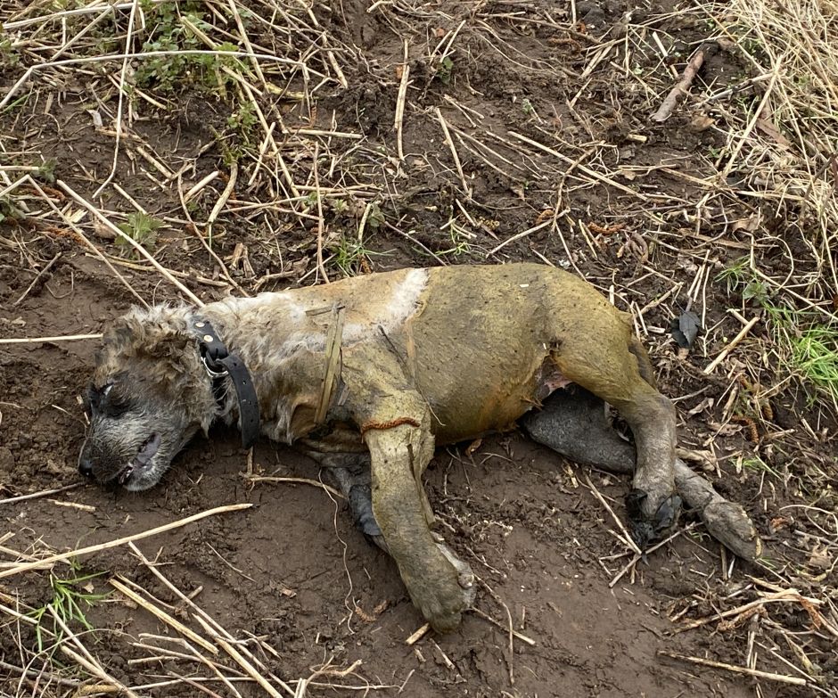 Der Kadaver des weiblichen Hundewelpen trägt noch ein schwarzes Lederhalsband. (Bildquelle: Polizei Stralsund)