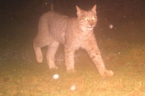 Luchsnachwuchs im Landkreis Eichsfeld bestätigt