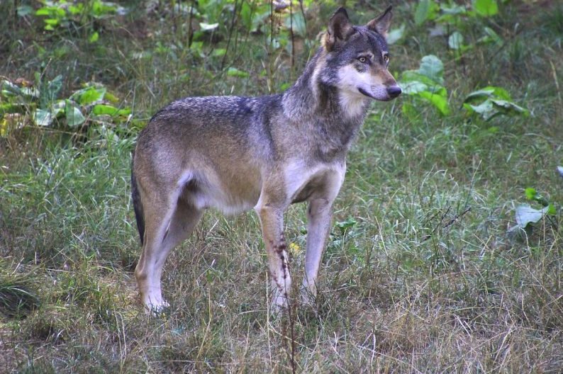 Ein Wolf. (Symbolbild: Dieter Staab)