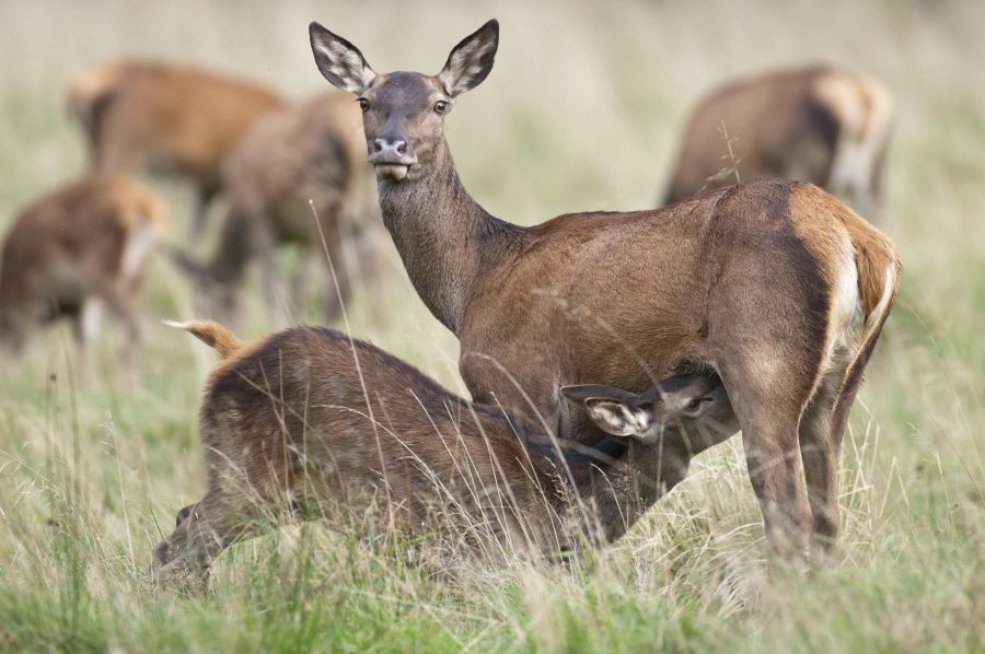 Mehrere Stücke Rotwild. Im Vordergrund ein Kalb, das von seiner Mutter gesäugt wird. (Quelle: Rolfes)