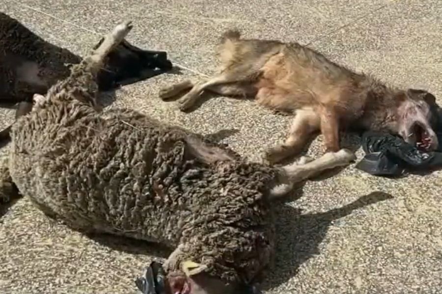 Verärgerte Schafhalter legen toten Wolf und gerissene Schafe vor Rathaus