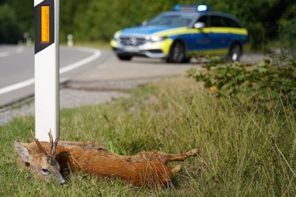 Wildtiere kennen keine Sommerzeit!
