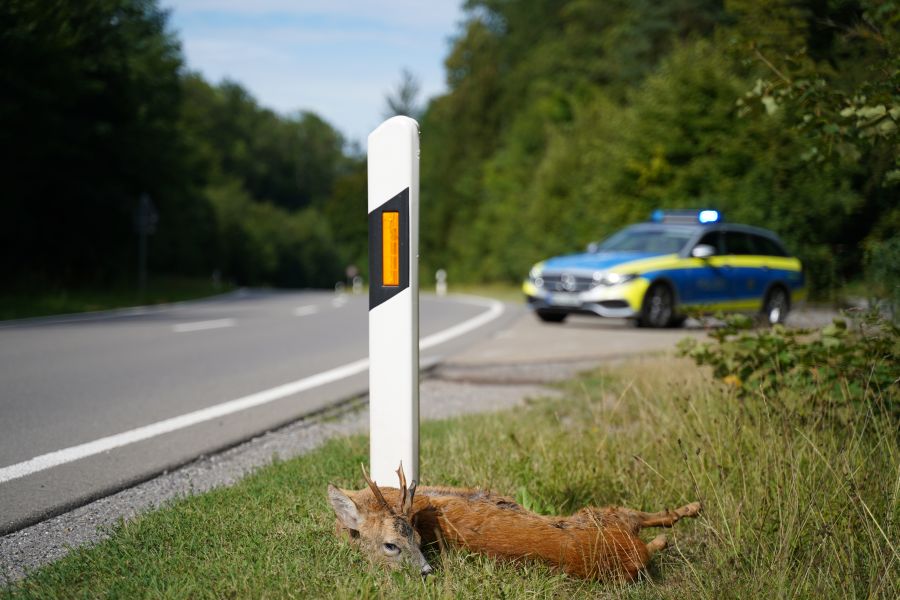 Mit der Zeitumstellung steigt die Gefahr von Wildunfällen. Ein toter Rehbock liegt vor einem Leitpfosten an einer Straße. Im Hintergrund ist ein Streifenwagen der Polizei zu sehen. (Foto: C. Oesterreich)