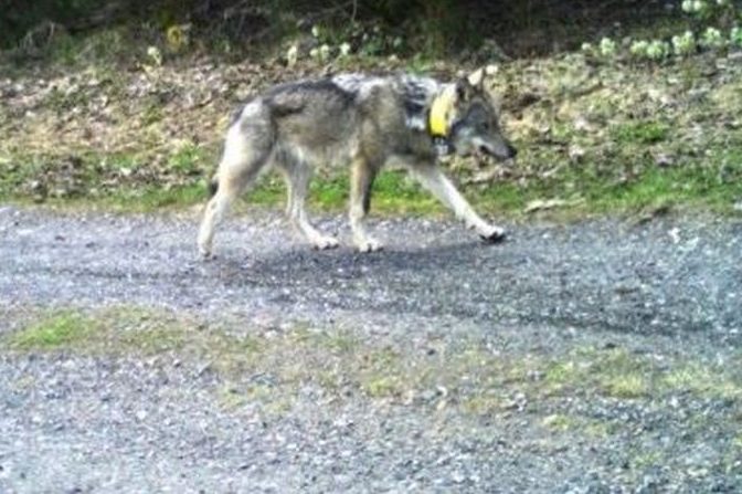 Wolfsrüde M237 noch mit Funkhalsband und quicklebendig in die Fotofalle getappt. (Foto: © AJF GR)