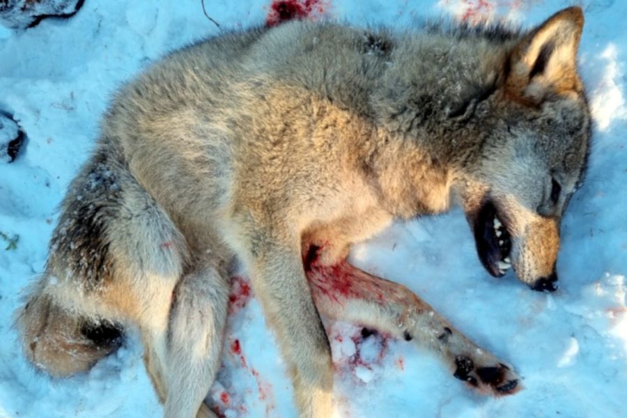 Der erlegte Wolf. (Foto: Kreisverwaltung der Provinz Dalarnas län)