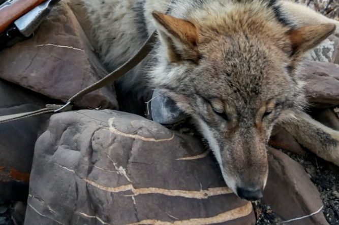 Ein geschossener Wolf. (Quelle: iStock)