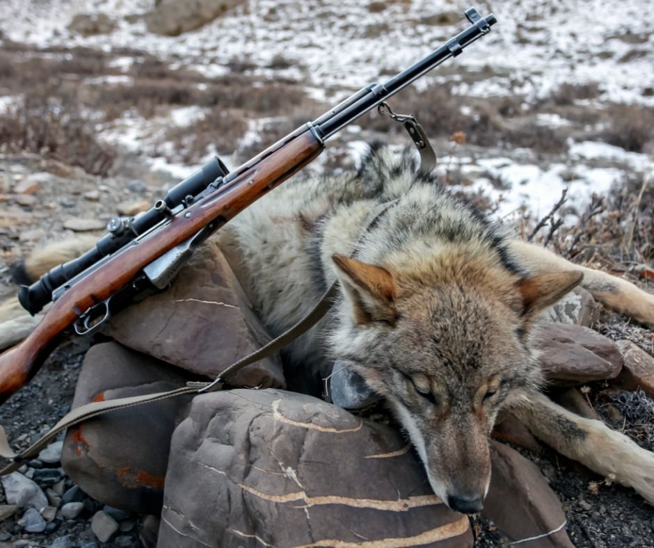 Ein geschossener Wolf. (Quelle: iStock)