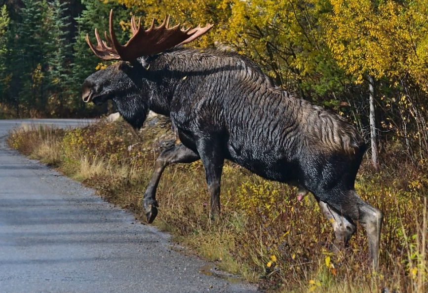 Besonders Autobahnen und Schnellstraßen stellen Barrieren für Wisent und Elch dar. Hier ein ausgewachsener Elchbulle kurz vor dem Überqueren einer Straße. (Symbolbild: iStock/Timon Schneider)