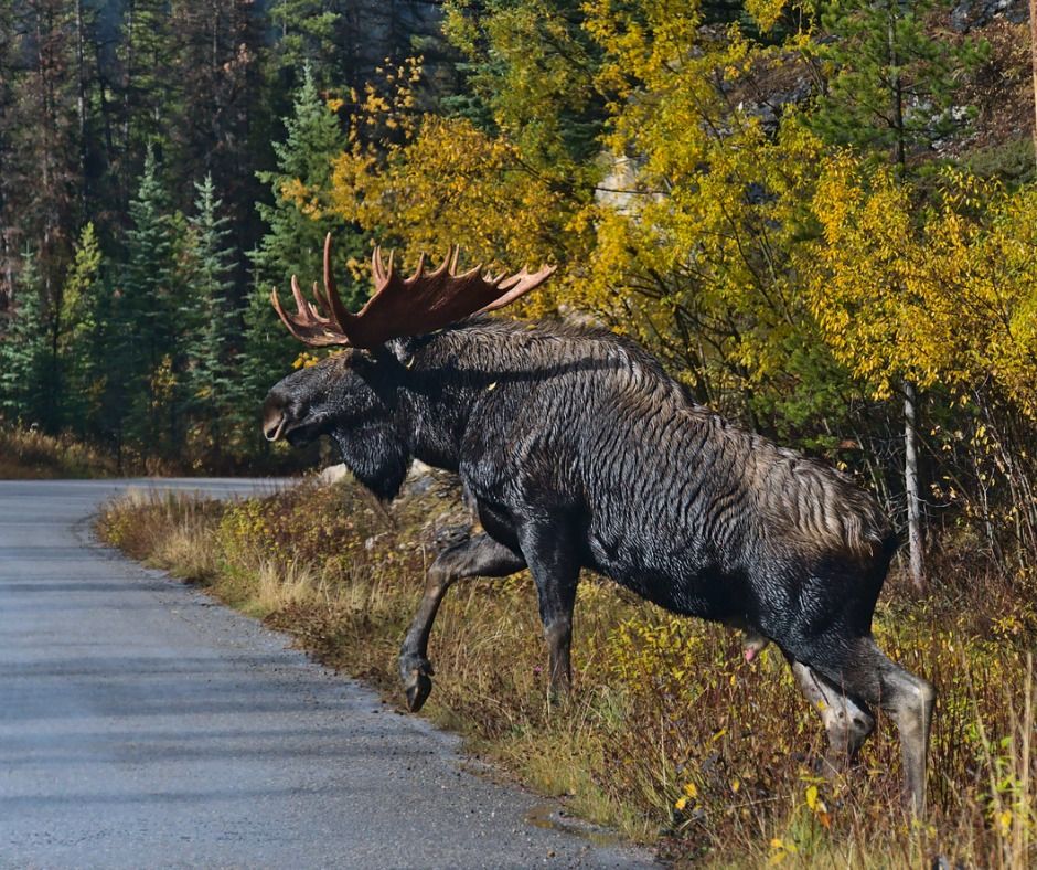 Besonders Autobahnen und Schnellstraßen stellen Barrieren für Wisent und Elch dar. Hier ein ausgewachsener Elchbulle kurz vor dem Überqueren einer Straße. (Symbolbild: iStock/Timon Schneider)