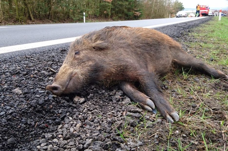 Ein totes Wildschwein liegt am Straßenrand. Im Hintergrund sind Einsatzkräfte von Polizei und Feuerwehr zu sehen, die den Verkehr stoppen. (Symbolbild: iStock/Pete_Flyer)
