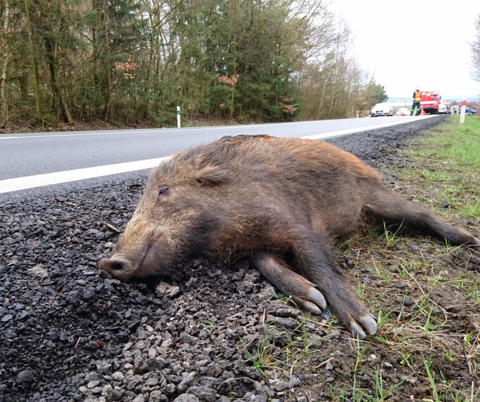 Ein totes Wildschwein liegt am Straßenrand. Im Hintergrund sind Einsatzkräfte von Polizei und Feuerwehr zu sehen, die den Verkehr stoppen. (Symbolbild: iStock/Pete_Flyer)