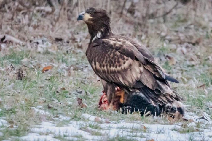Seeadler mit seiner Beute. (Foto: Niedersächsische Landesfprsten)