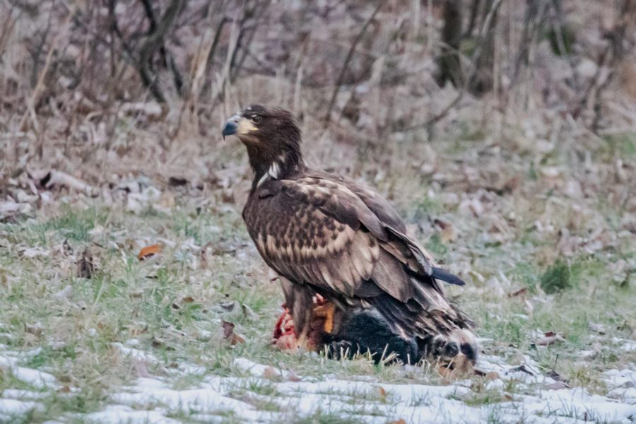 Seeadler mit seiner Beute. (Foto: Niedersächsische Landesfprsten)