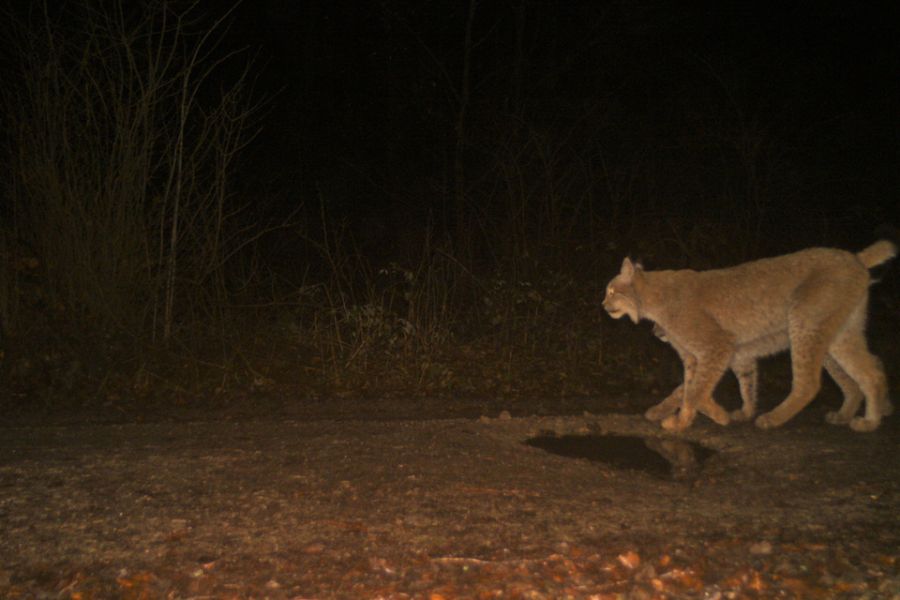 Ein Luchs mit acht Beinen? Erst auf den zweiten Blick ist das Jungtier hinter seiner Mutter erkennbar. Aufnahme vom Luchsnachwuchs im Eichsfeld vom 24. Februar 2023. (© Foto: BUND Thüringen)