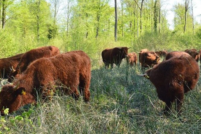 Ziege, Rind und Co. Für mehr biologische Vielfalt im Wald