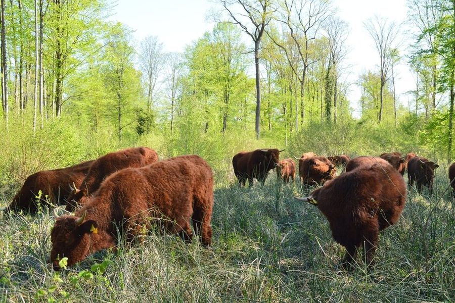 Strukturreiche Moderne Waldweide im Projekt Wilde (Wald-) Weiden Taubergießen bei Kappel-Grafenhausen u.a. durch Salers-Rinder (Foto: FVA BW/Rupp)