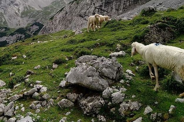 Auf Tirols Almen ist Herdenschutz mit Zäunen nicht machbar und zumutbar. Die Landesregierung hat die Almen deshalb als Alpschutzgebiete ausgewiesen. Wölfe, die dort Nutztiere reißen, werden zum Abschuss freigegeben. (Foto: © Land Tirol)