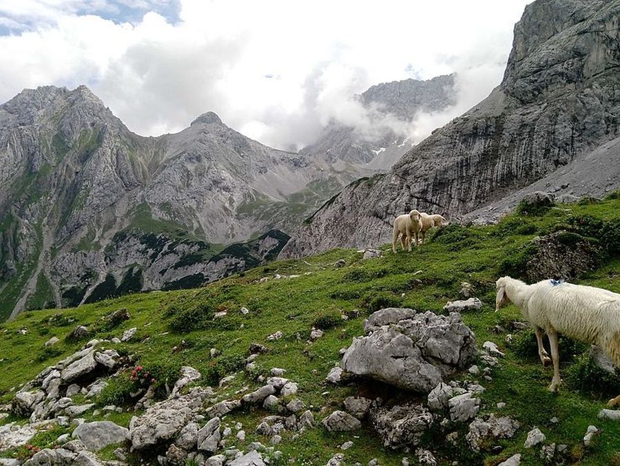 Auf Tirols Almen ist Herdenschutz mit Zäunen nicht machbar und zumutbar. Die Landesregierung hat die Almen deshalb als Alpschutzgebiete ausgewiesen. Wölfe, die dort Nutztiere reißen, werden zum Abschuss freigegeben. (Foto: © Land Tirol)