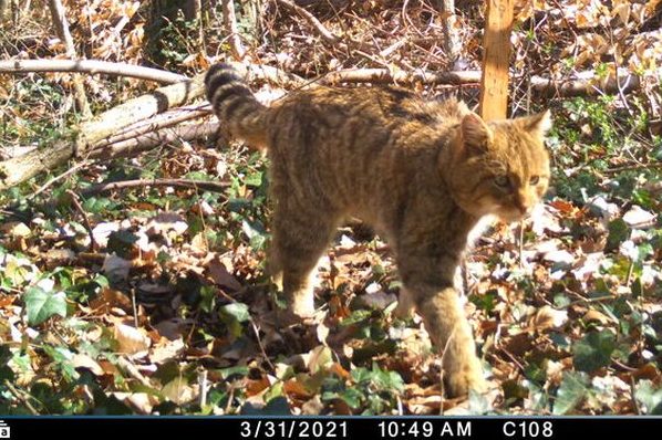 Foto: FVA-Wildtierinstitut