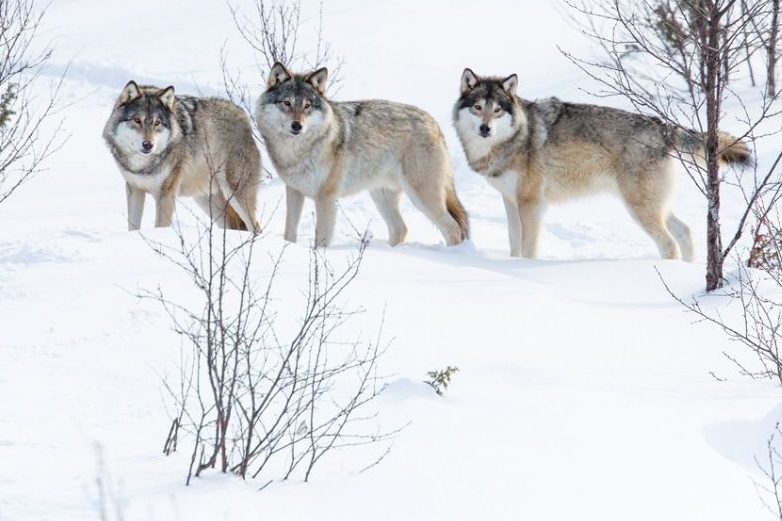 Drei Wölfe im Schnee. (Symbolbild: iStock/kjekol)