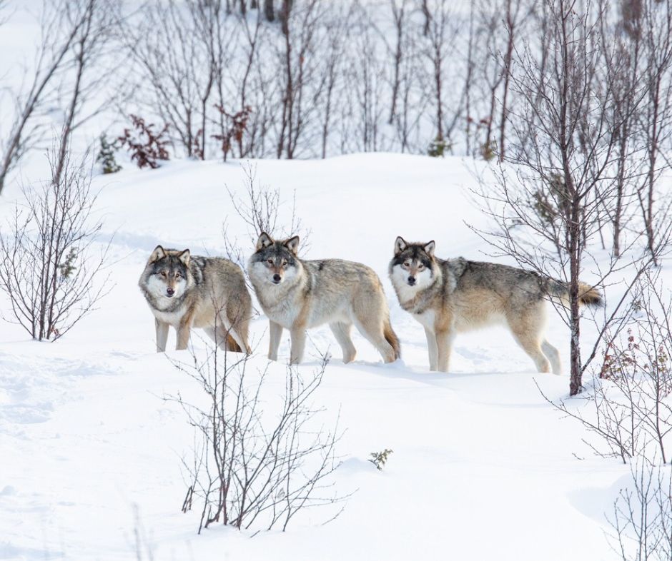 Drei Wölfe im Schnee. (Symbolbild: iStock/kjekol)
