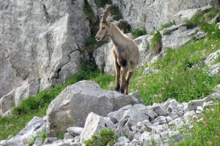 Ein junger Steinbock (Foto: Felix Klein)
