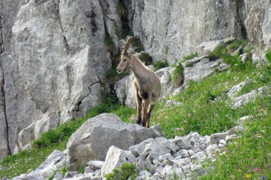 Ein junger Steinbock (Foto: Felix Klein)