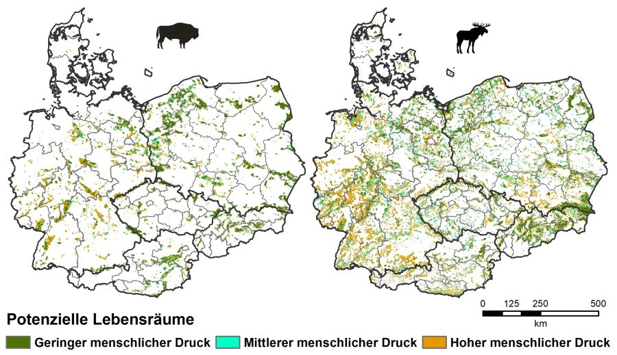 Habitatkarte der Verbreitung ökologisch geeigneter Lebensräume für Wisent und Elch in Mitteleuropa. (Grafik: Hendrik Bluhm)