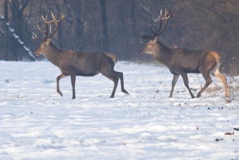 Wildwald, Deutsche Wildtier Stiftung, wildtierfreundliche Forstbetriebe, Deutschland, Österreich, Rehe, Hirsche