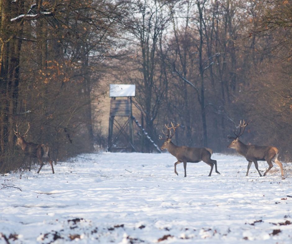 Rothirsche wechseln bei Schnee vor einem Hochsitz über eine Schneise im Wald. (Symbolbild: Jevtic)