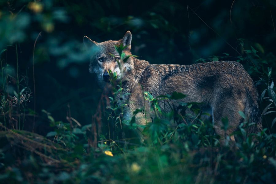 Eurasische Wolf hinter Büschen im Wald. (Symbolbild: iStock/ysbrandcosijn)
