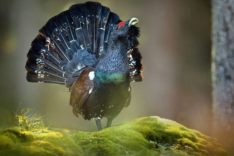 Ein Auerhahn in einem Wald. (Foto: iStock/Milan Krasula)
