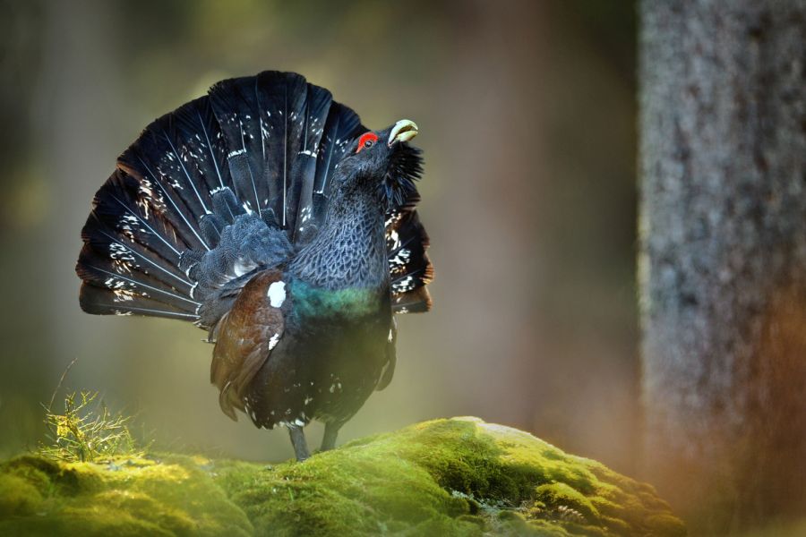 Ein Auerhahn in einem Wald. (Foto: iStock/Milan Krasula)