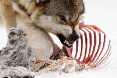 Ein Wolf an einem Riss. (Symbolbild: iStock/Jana Mechmershausen)
