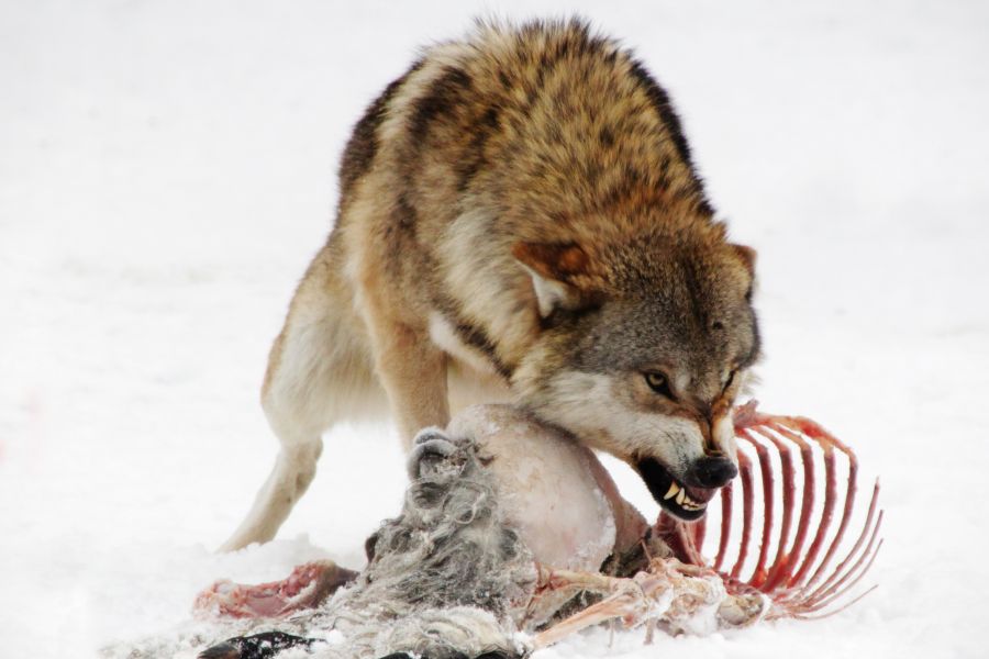 Ein Wolf an einem Riss. (Symbolbild: iStock/Jana Mechmershausen)