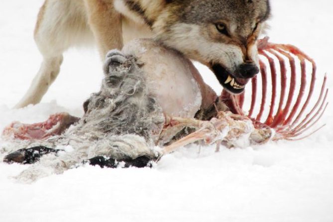 Ein Wolf frisst am Kadaver eines getöteten Schafs. (Symbolbild: iStock/Jana Mechmershausen)