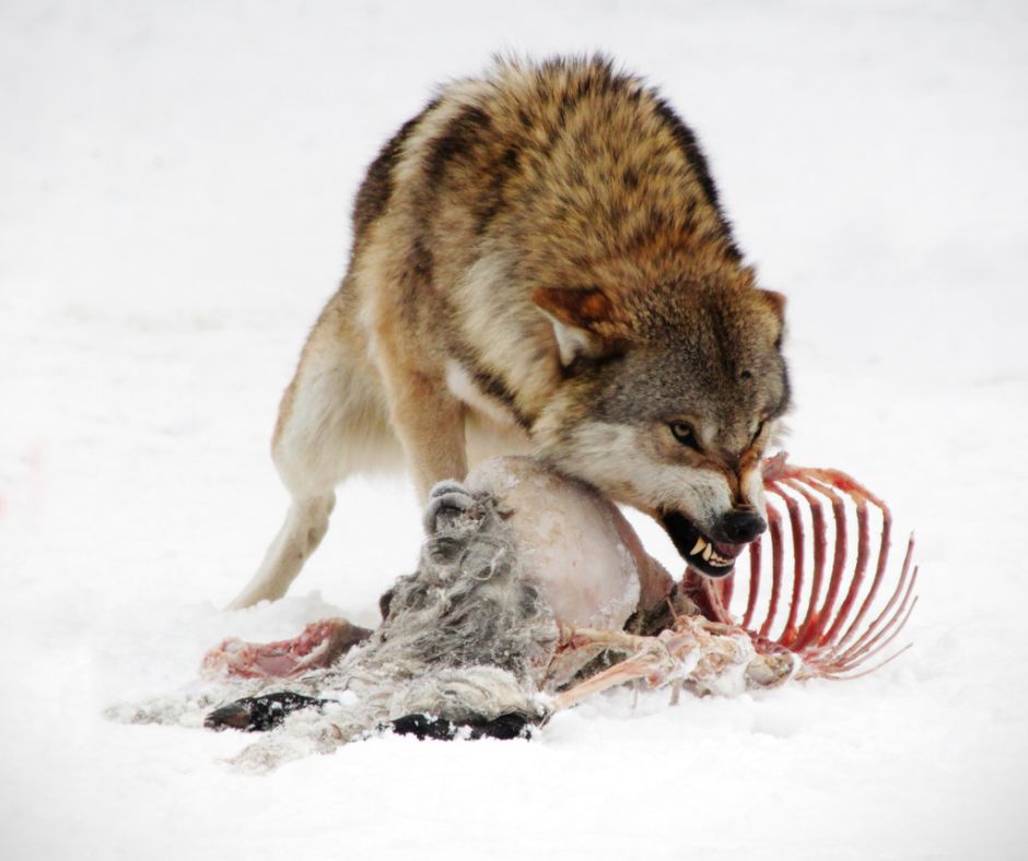 Ein Wolf frisst am Kadaver eines getöteten Schafs. (Symbolbild: iStock/Jana Mechmershausen)