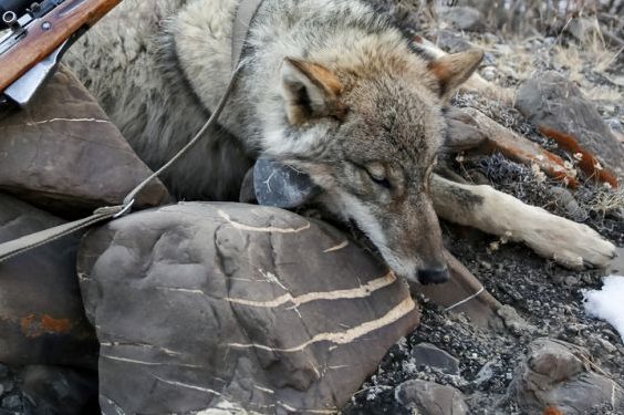 Ein erlegter Grauwolf im Schnee. (Symbolbild: iStock)
