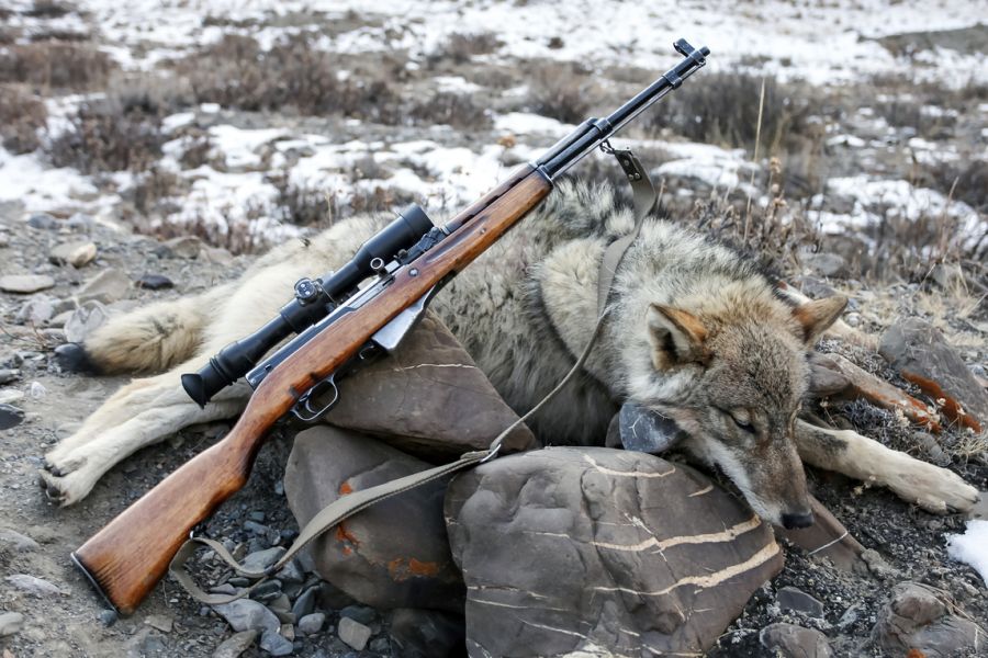 Ein erlegter Grauwolf im Schnee. (Symbolbild: iStock)