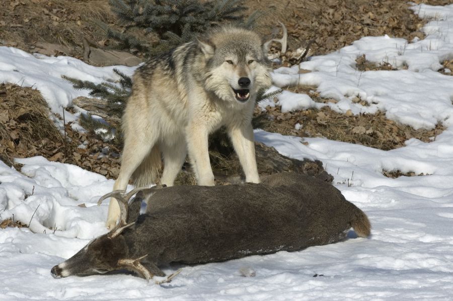 Ein Wolf mit einem gerissenen Weißwedelhirsch. (Symbolbild: iStock/JohnPitcher)