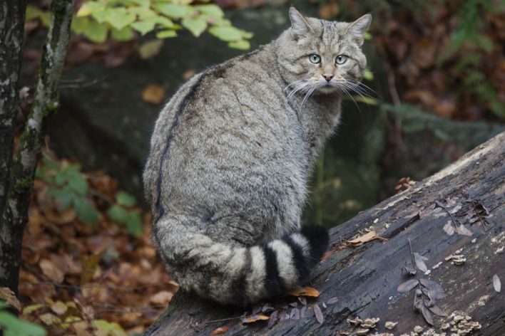 Eine Wildkatze (Felis silvestris), die auf einem Baumstamm sitzt. (Symbolbild: iStock/pum_eva)