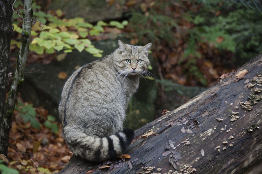 Eine Wildkatze (Felis silvestris), die auf einem Baumstamm sitzt. (Symbolbild: iStock/pum_eva)