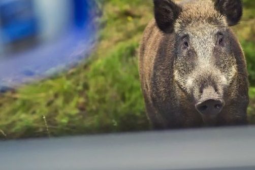 Zwei Polizisten mussten sich vor dem Wildschwein in ihrem Streifenwagen in Sicherheit bringen. (Symbolbild: iStock/wrzesientomek)