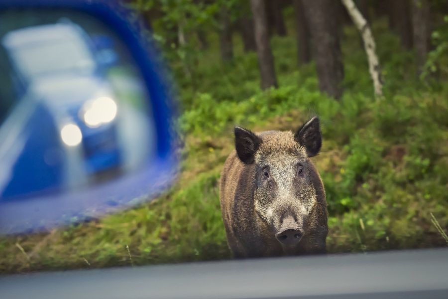 Zwei Polizisten mussten sich vor dem Wildschwein in ihrem Streifenwagen in Sicherheit bringen. (Symbolbild: iStock/wrzesientomek)