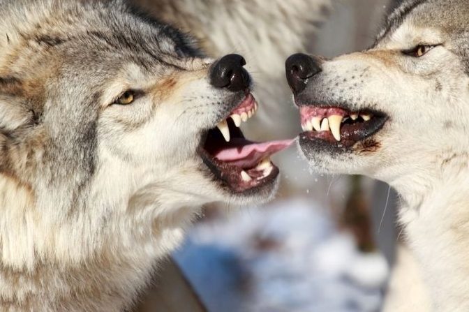 Aggressive Wölfe. (Symbolbild: iStock/karlumbriaco)