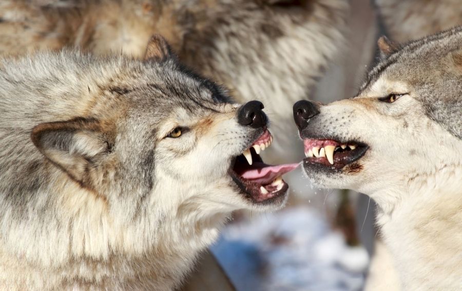 Aggressive Wölfe. (Symbolbild: iStock/karlumbriaco)