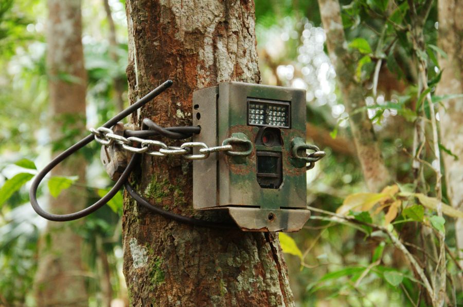 Eine durch ein Gehäuse gegen Diebstahl gesicherte und angekettet Wildkamera, die an einem Baum hängt. (Symbolbild: iStock/swisoot)